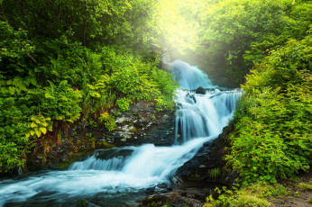 Картинка природа реки озера лес зелень папоротник поток река