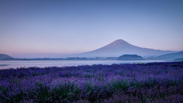 Картинка природа луга фудзияма Япония утро фудзи поле цветы лаванда гора