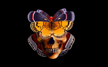 Картинка Череп рисованные минимализм бабочки череп скелет