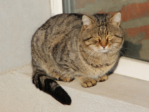 Картинка животные коты коте киса взгляд усы ушки
