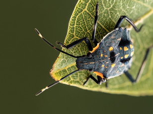 Картинка животные насекомые жук лист макро