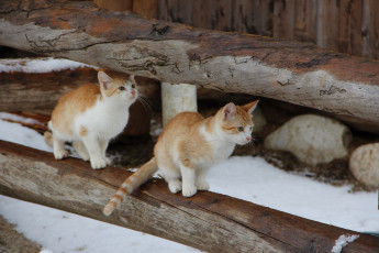 Картинка животные коты котята пара рыжие