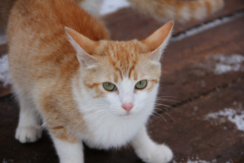 Картинка животные коты ушки усы взгляд коте киса