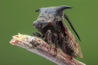 Картинка животные насекомые насекомое утро фон макро жук