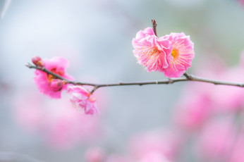 Картинка цветы цветущие+деревья+ +кустарники нежность цветение розовый макро веточка