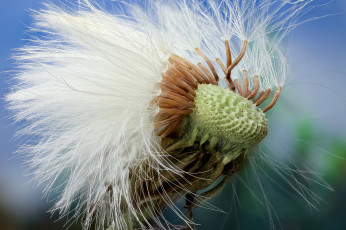 Картинка цветы одуванчики зонтики пучёк семена одуванчик макро