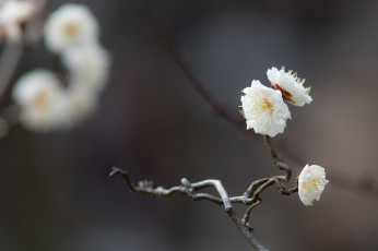 Картинка цветы сакура +вишня цветение веточка белый