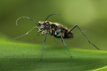 Картинка животные насекомые фон травинка насекомое жук макро
