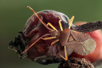 Картинка животные насекомые клоп жук зелёный фон растение макро ягода