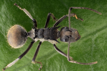 Картинка животные насекомые насекомое фон муравей жук травинка макро