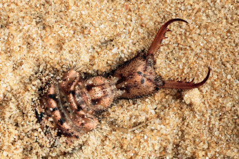 Картинка животные насекомые насекомое макро жук песок