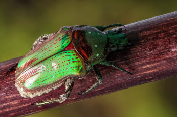 Картинка животные насекомые насекомое травинка жук макро фон