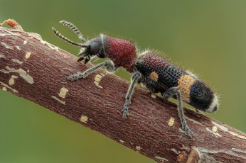 Картинка животные насекомые утро фон макро насекомое травинка жук