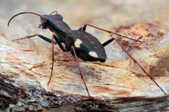 Картинка животные насекомые утро жук фон насекомое макро