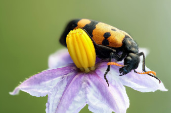 Картинка животные насекомые зелёный фон растение цветок жук макро