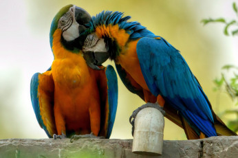 Картинка животные попугаи птицы пара