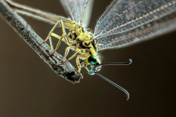 Картинка животные стрекозы фон насекомое стрекоза травинка макро
