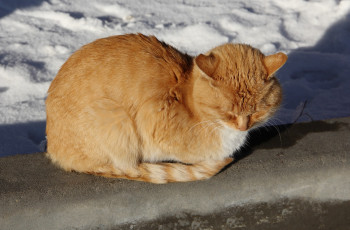 Картинка животные коты киса коте лавочка дрёма рыжий усы ушки