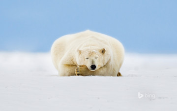 Картинка животные медведи снег медведь