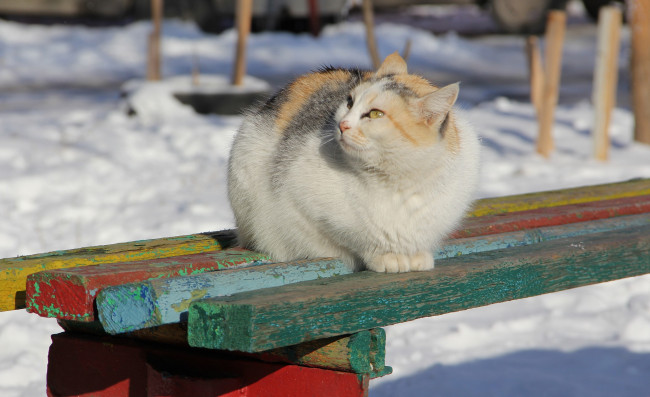 Обои картинки фото животные, коты, киса, кошка, лавочка, кот, зима, коте