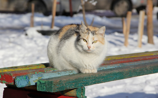 Обои картинки фото животные, коты, лавочка, кошка, кот, зима, коте, киса