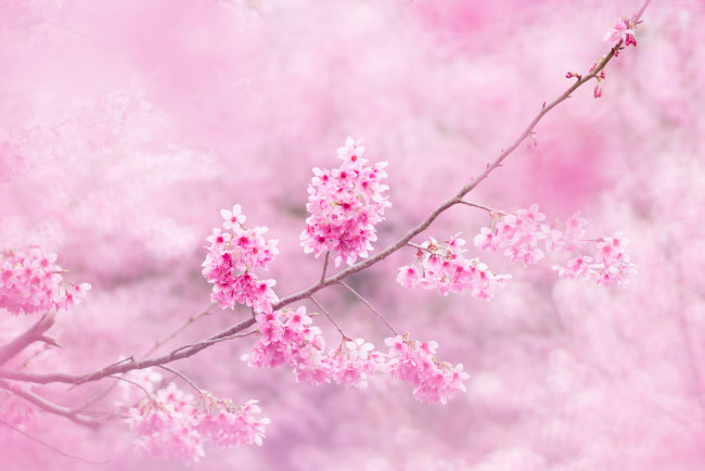 Обои картинки фото цветы, сакура,  вишня, ветки