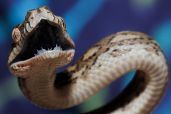Картинка python животные змеи +питоны +кобры змея пасть нападение австралия
