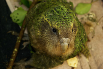 Картинка какапо животные попугаи джунгли птица попугай kakapo