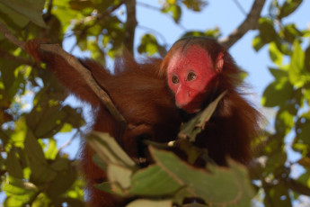 Картинка лысый+уакари животные обезьяны лысый уакари джунгли приматы бразилия