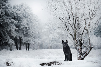Картинка животные собаки немецкая овчарка зима снег