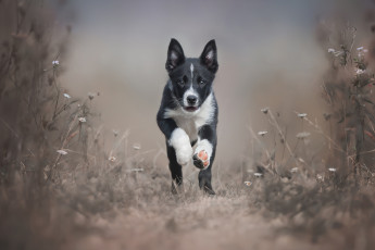 Картинка животные собаки пес порода щенок собака border collie бежит