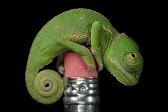 Картинка животные хамелеоны рептилия ластик зелёный хамелеон карандаш