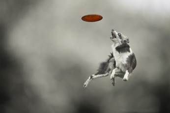 Картинка животные собаки прыжок собака