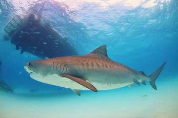 Картинка tiger+shark животные акулы вода море хищник рыба tiger shark акула