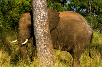 обоя животные, слоны, млекопитающее, трава, дерево, слон, elephant