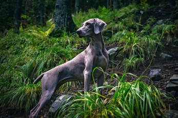 Картинка животные собаки деревья трава веймаранер лес камни weimaraner