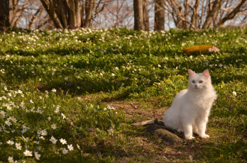 Картинка животные коты природа весна кот ветреница цветы кошка