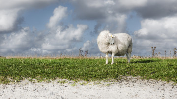Картинка животные овцы +бараны овца облака