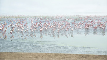 Картинка животные фламинго розовые вода много птицы