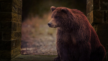 Картинка животные медведи взгляд морда