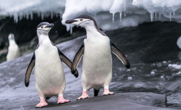 Картинка животные пингвины сосульки камни лед пара птицы
