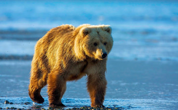 Картинка животные медведи медведь фон природа