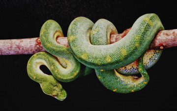 Картинка python животные змеи +питоны +кобры ветка обвивается змея
