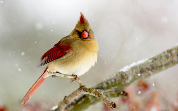 Картинка животные кардиналы кардинал птица ветка снег