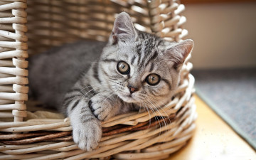 Картинка животные коты кошка серая корзина