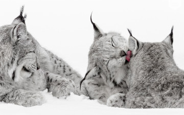 Картинка животные рыси снег язык кошки зима