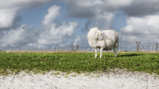 Обои картинки фото животные, овцы,  бараны, овца, облака