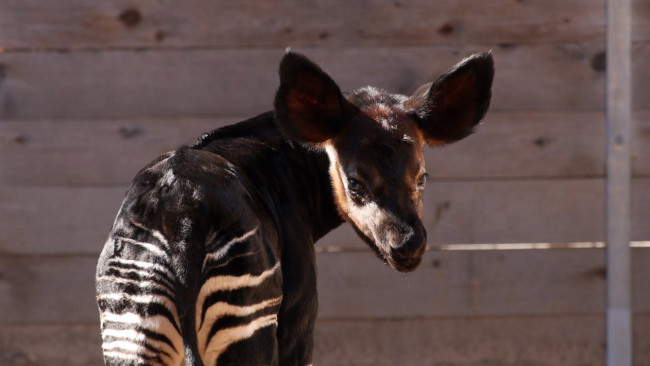 Обои картинки фото okapi, животные, жирафы, парнокопытные, млекопитающее