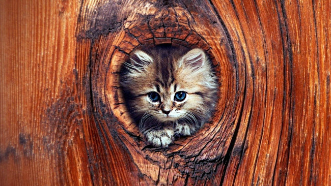 Обои картинки фото животные, коты, дупло, котенок, дерево