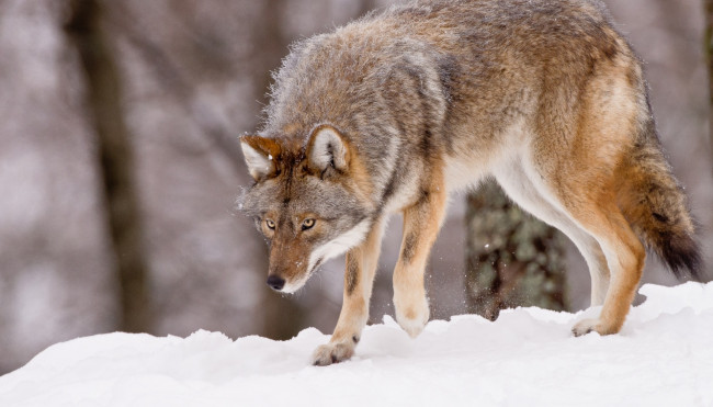 Обои картинки фото животные, волки,  койоты,  шакалы, волк, снег, зима